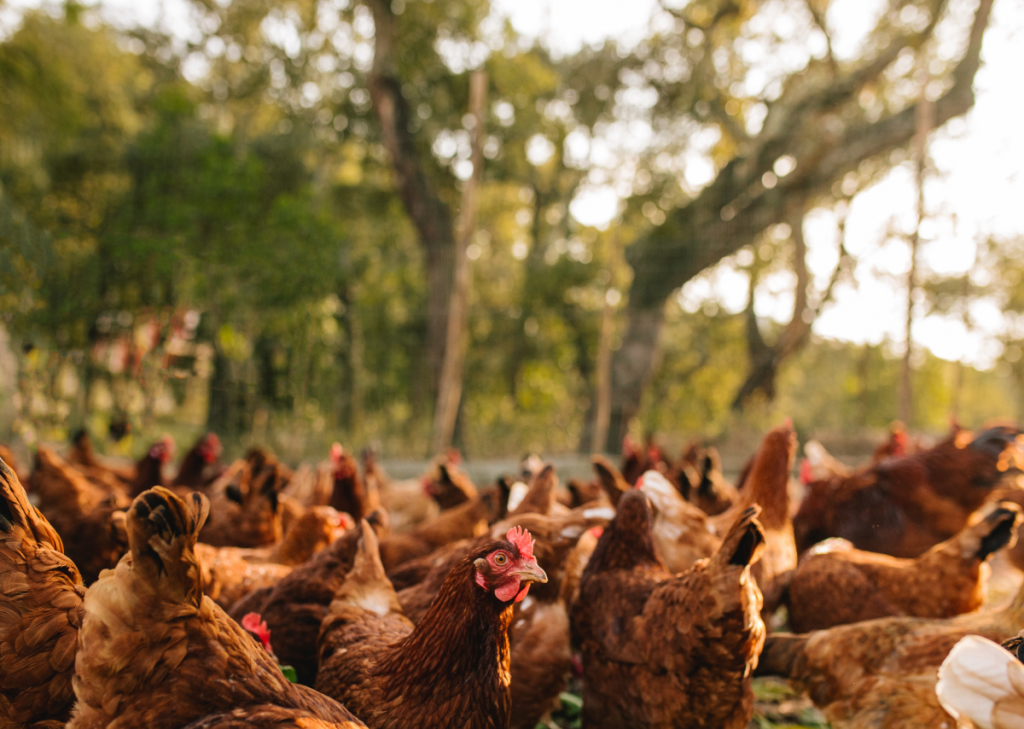 O Brasil é um dos maiores exportadores mundiais de aves.
